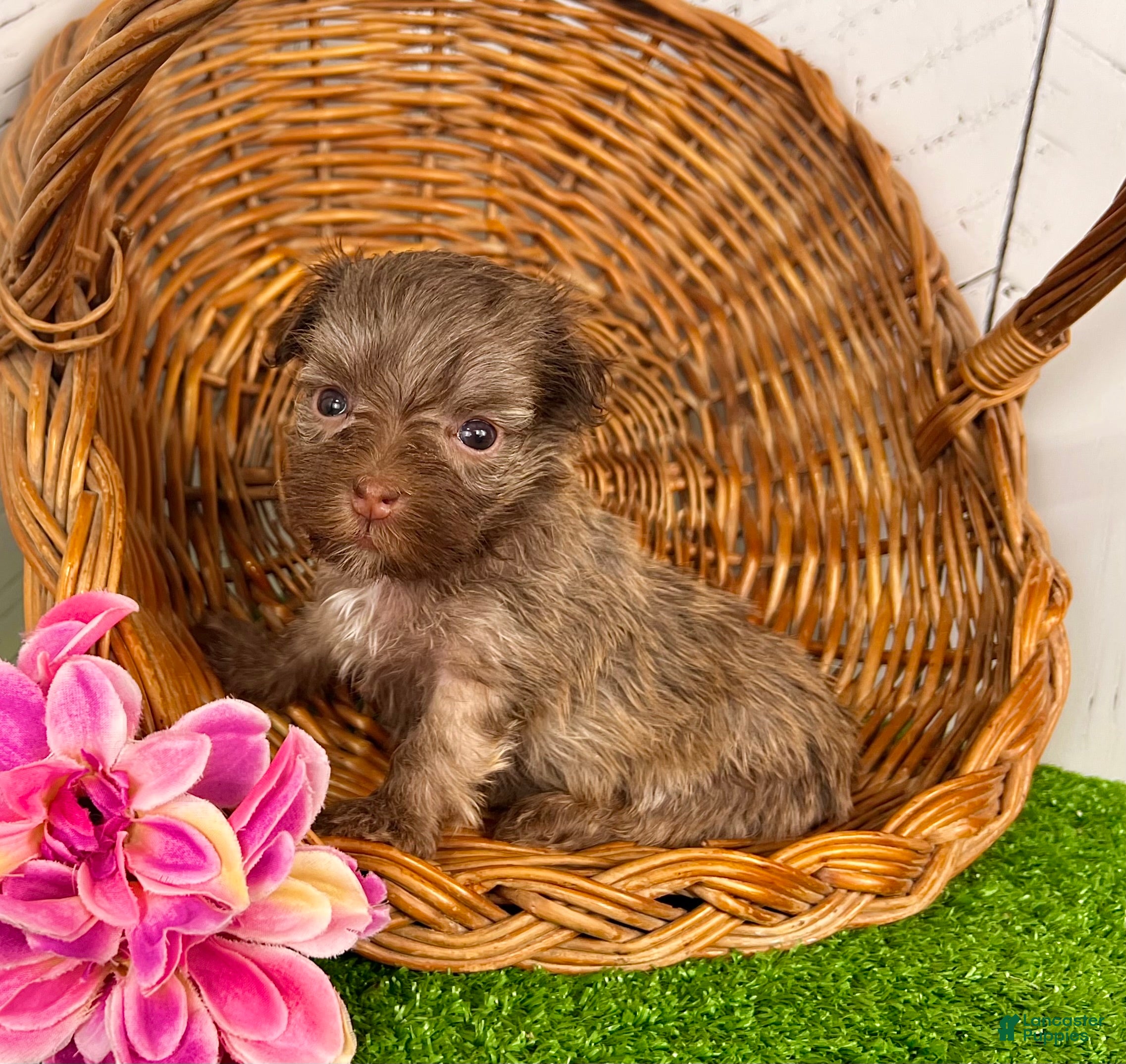 Havanese dogs Carla - Ad 2