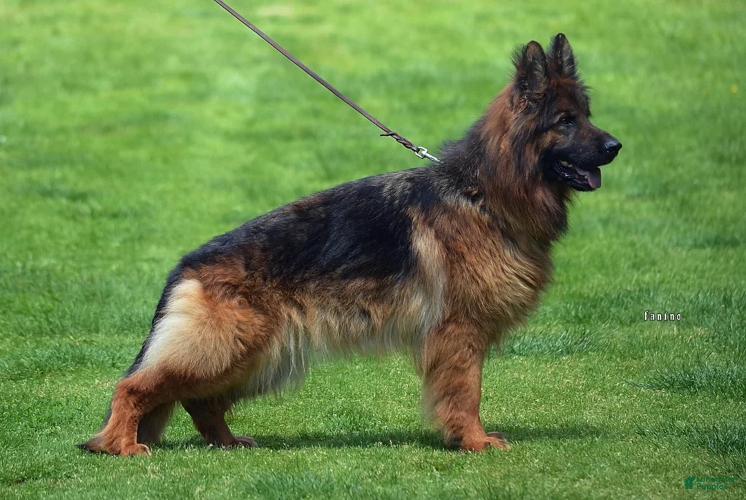 German Shepherd dogs for sale: German Shepherd Puppy 3 - Ad 2