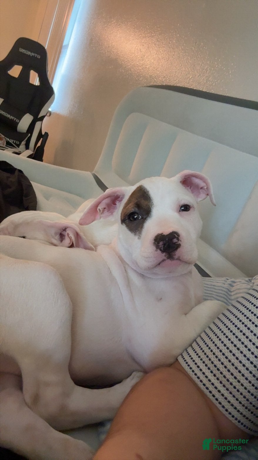 American Pit Bull Terrier dogs American Pit Bull Terrier 4 - Ad 1