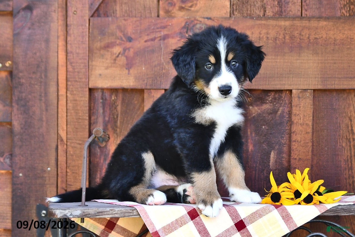 Mixed Breed dogs Rover - Ad 1