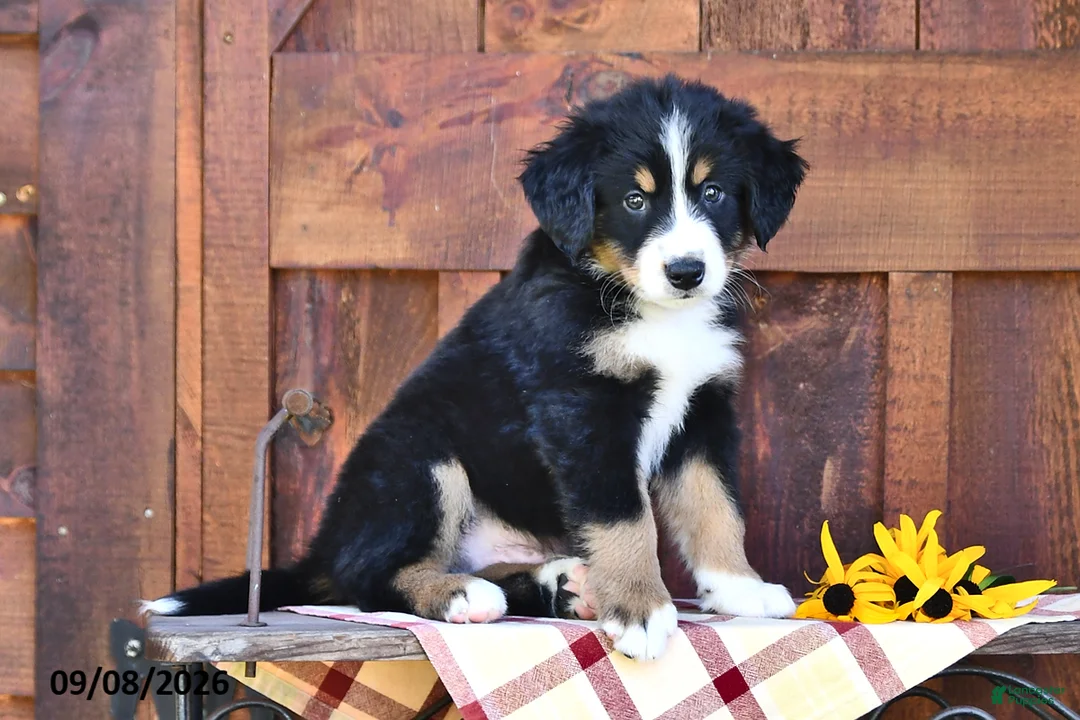Mixed Breed dogs for sale: Rover - Ad 1