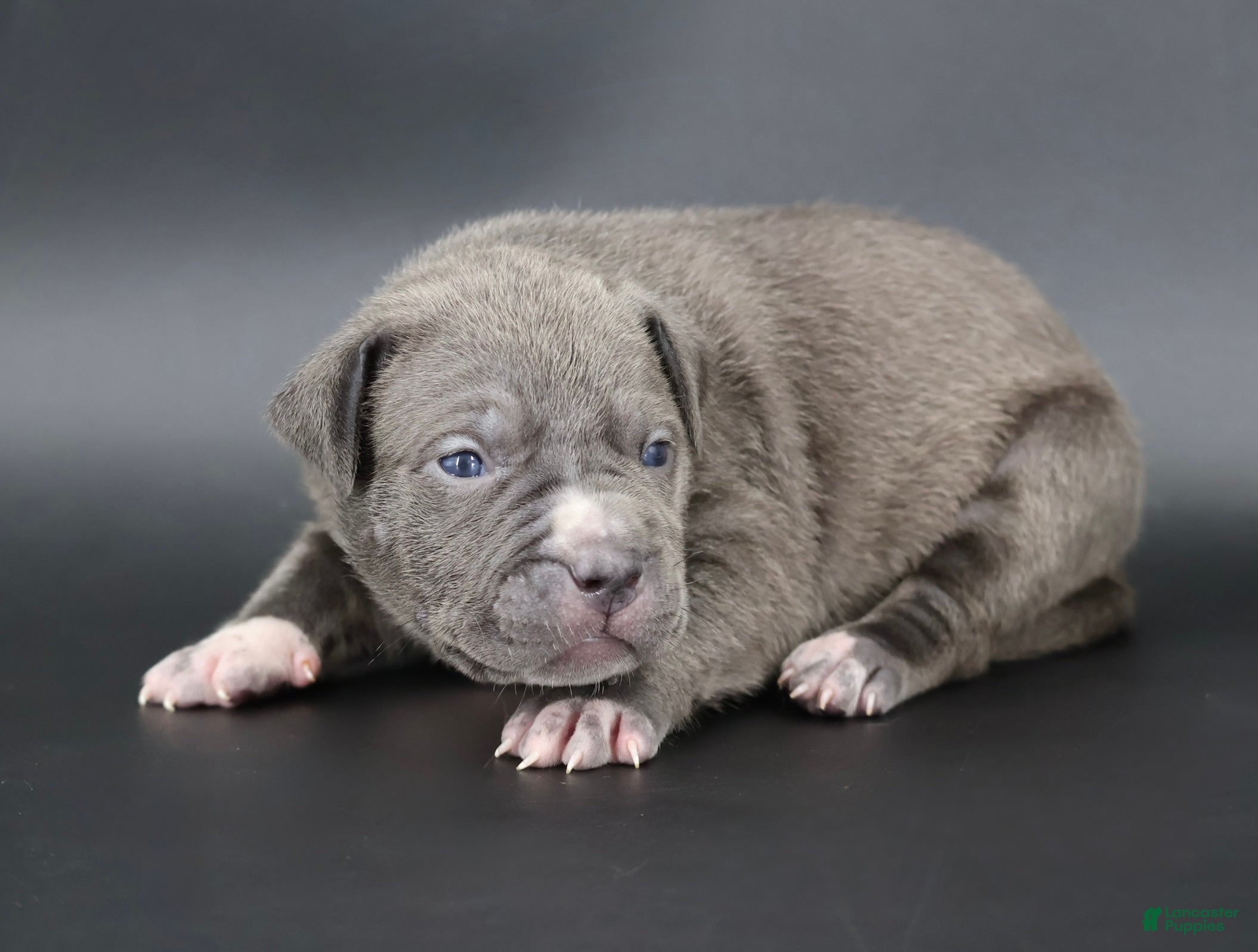 American Bully dogs Rowena - Ad 1