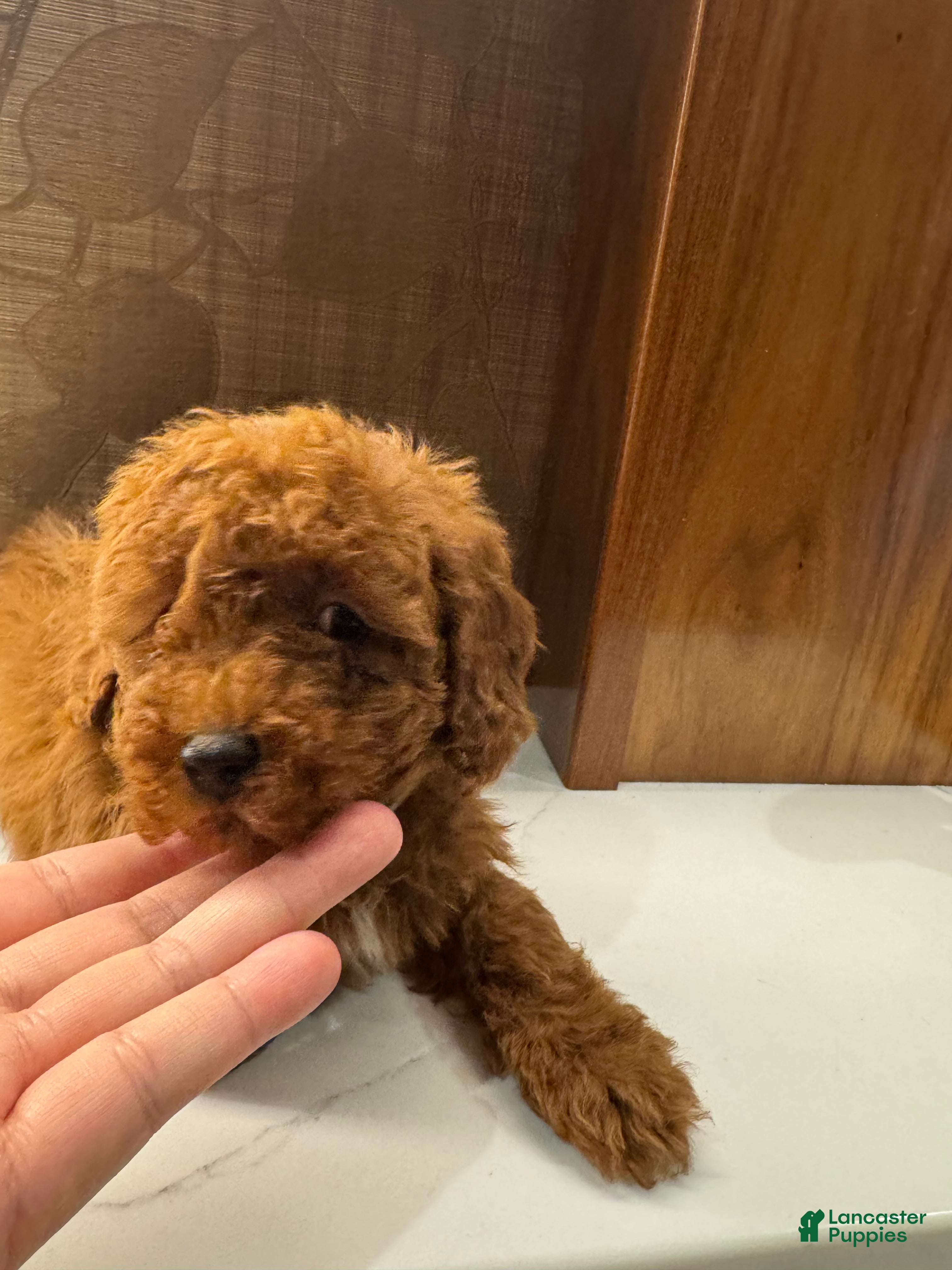 Toy Poodle dogs Grey - Ad 2