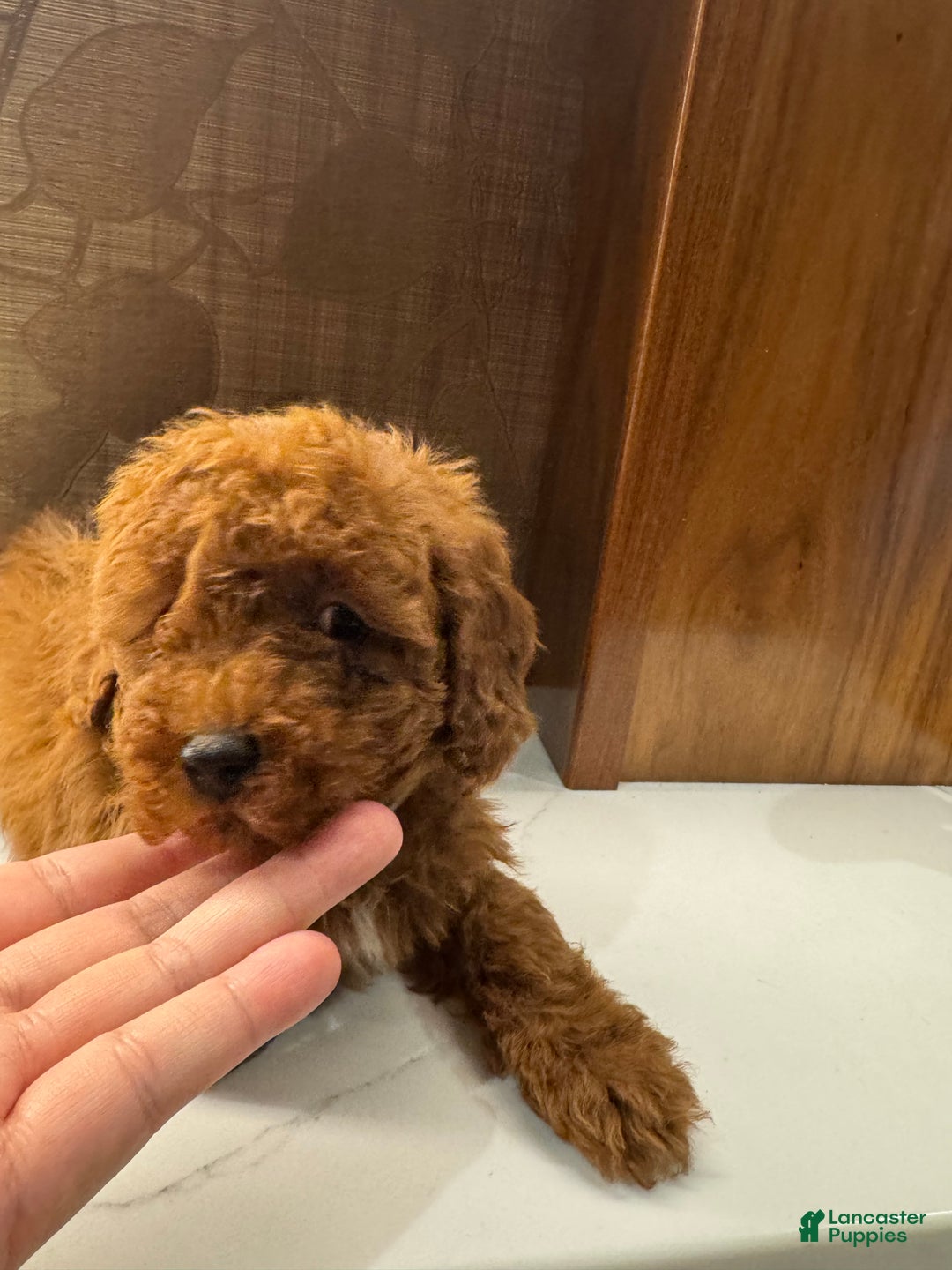 Toy Poodle dogs for sale: Grey - Ad 2