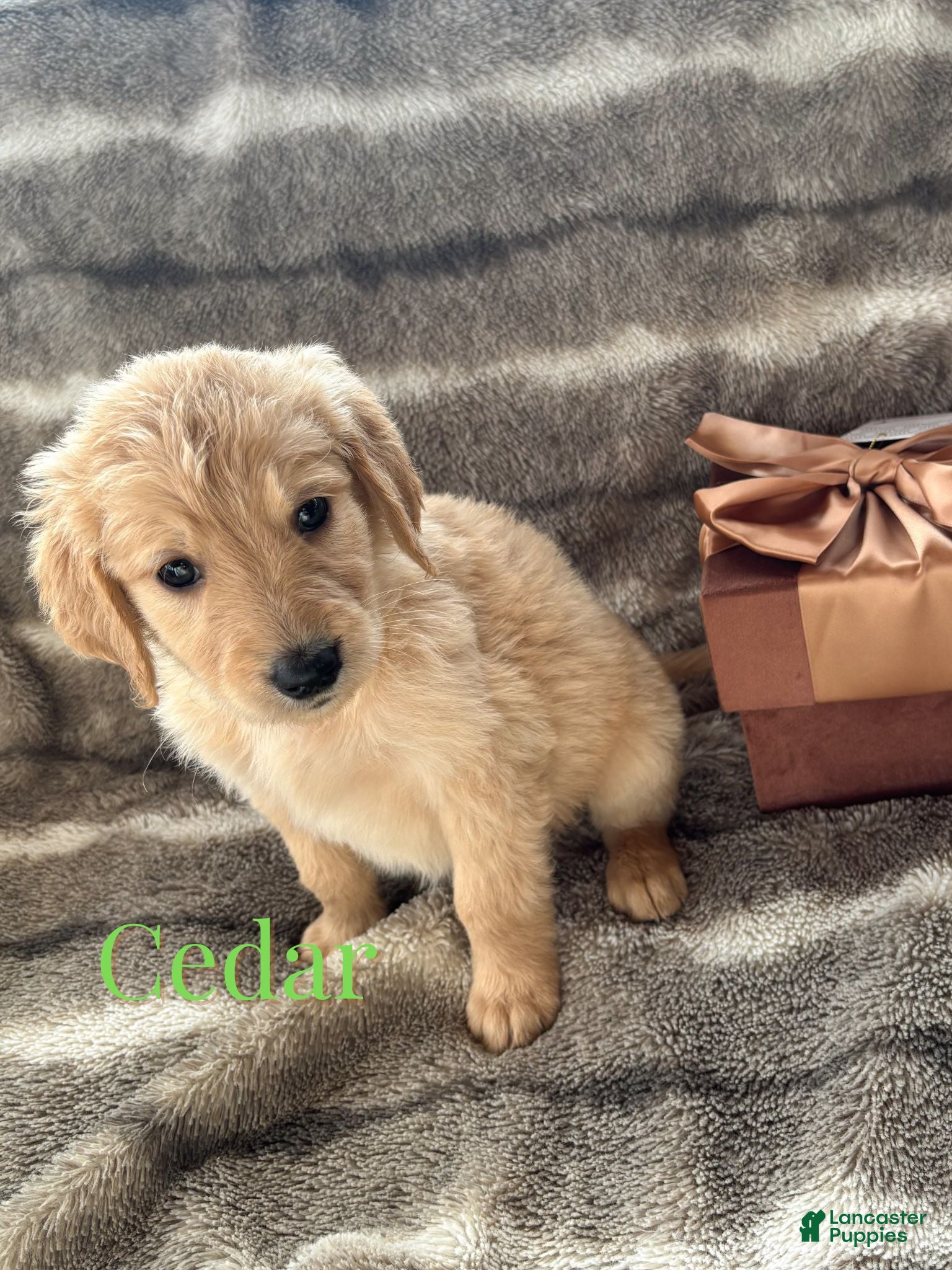 Goldendoodle dogs Cedar - Ad 8