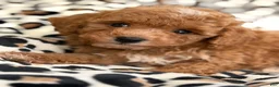 Toy Poodle dogs for sale: Hazel - Ad 14