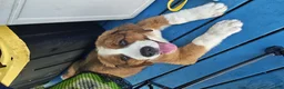 Mixed Breed dogs for sale: Marley - Ad 31