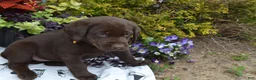 Labrador Retriever dogs for sale: Londa - Ad 8