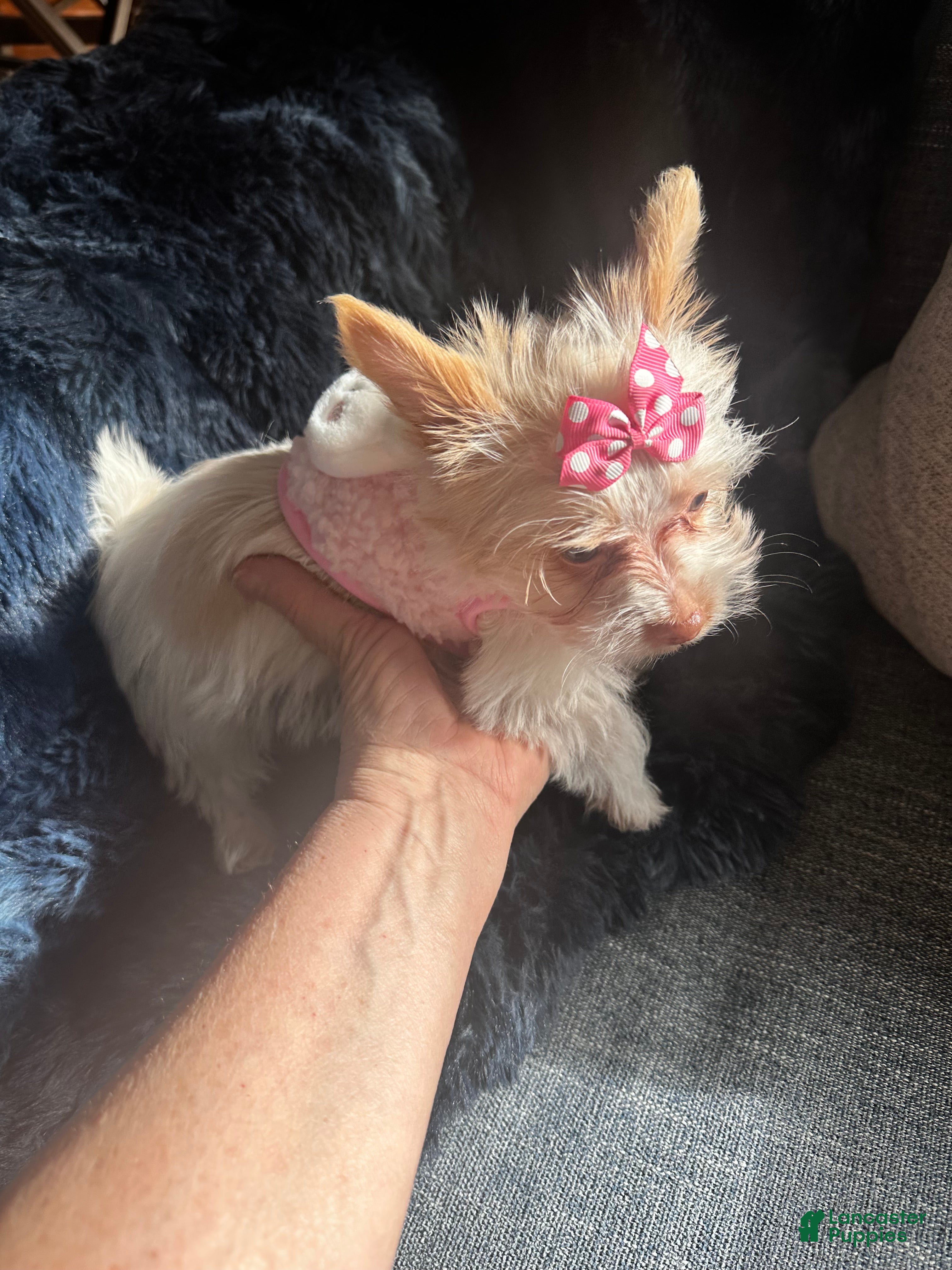 Yorkshire Terrier dogs AKC Mochi - Ad 1