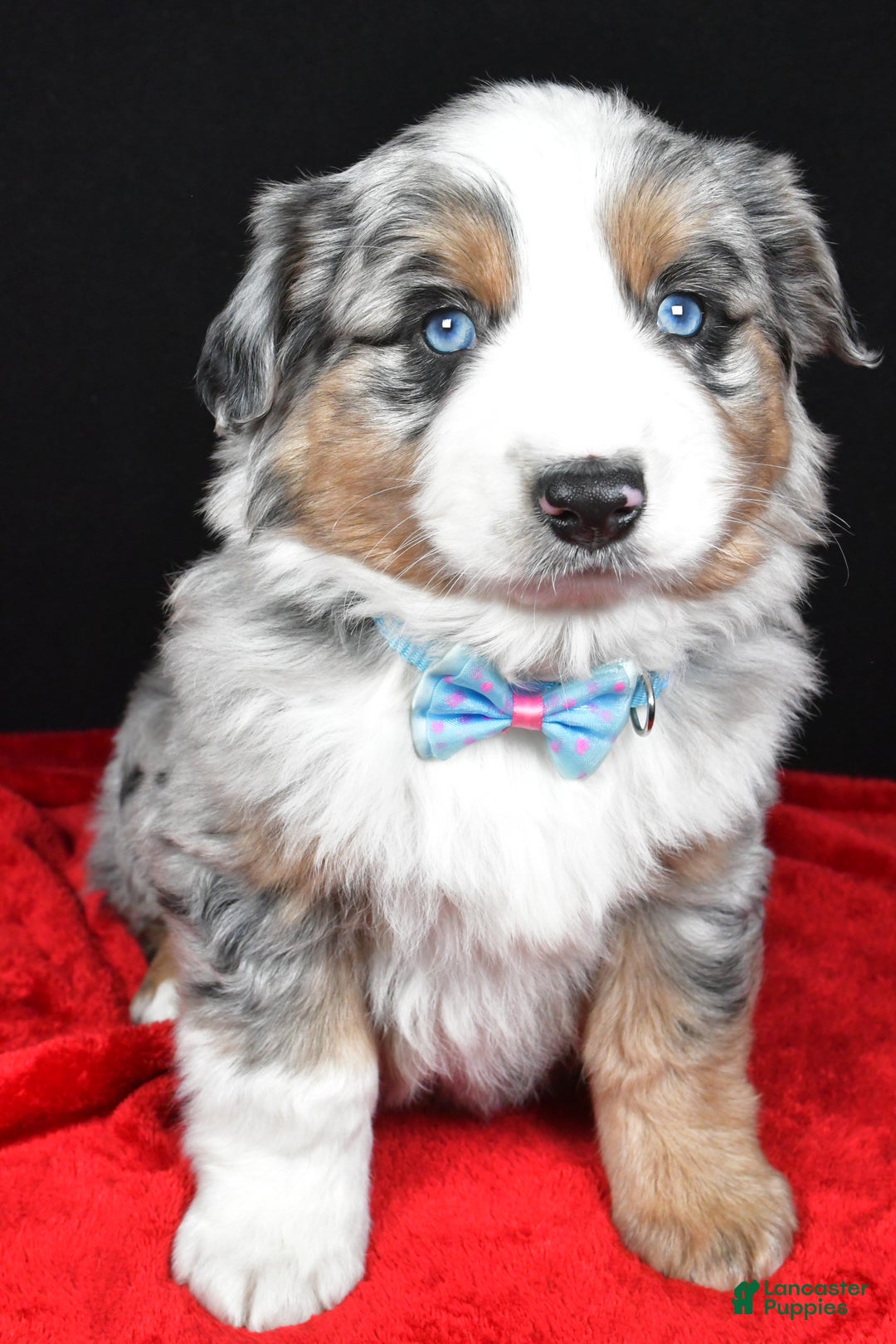 Miniature Australian Shepherd dogs for sale: Rexton - Ad 3