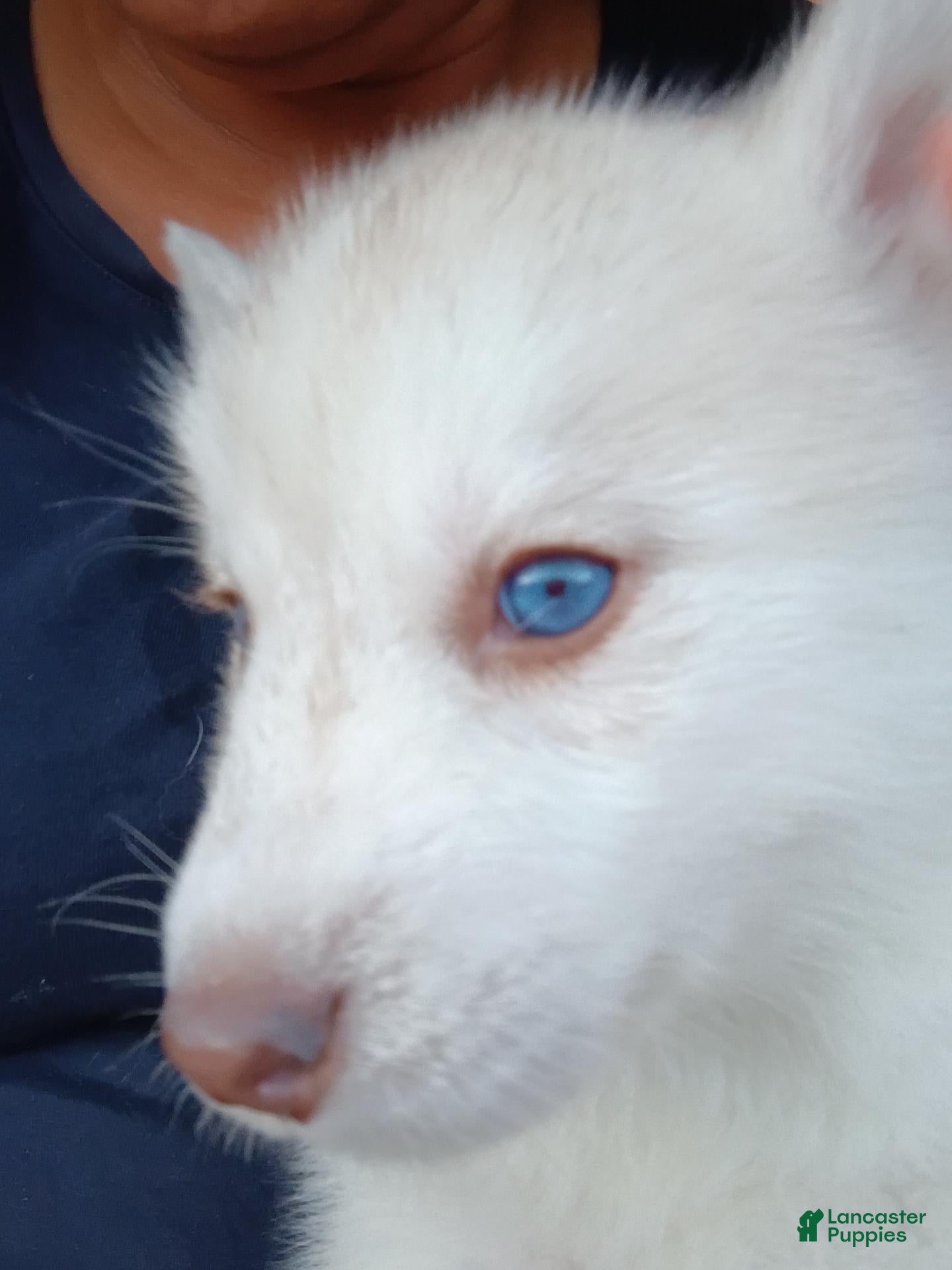 Siberian Husky dogs Female #5 - Ad 2