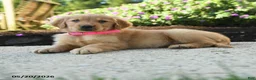 Golden Retriever dogs for sale: Hershey - Ad 3