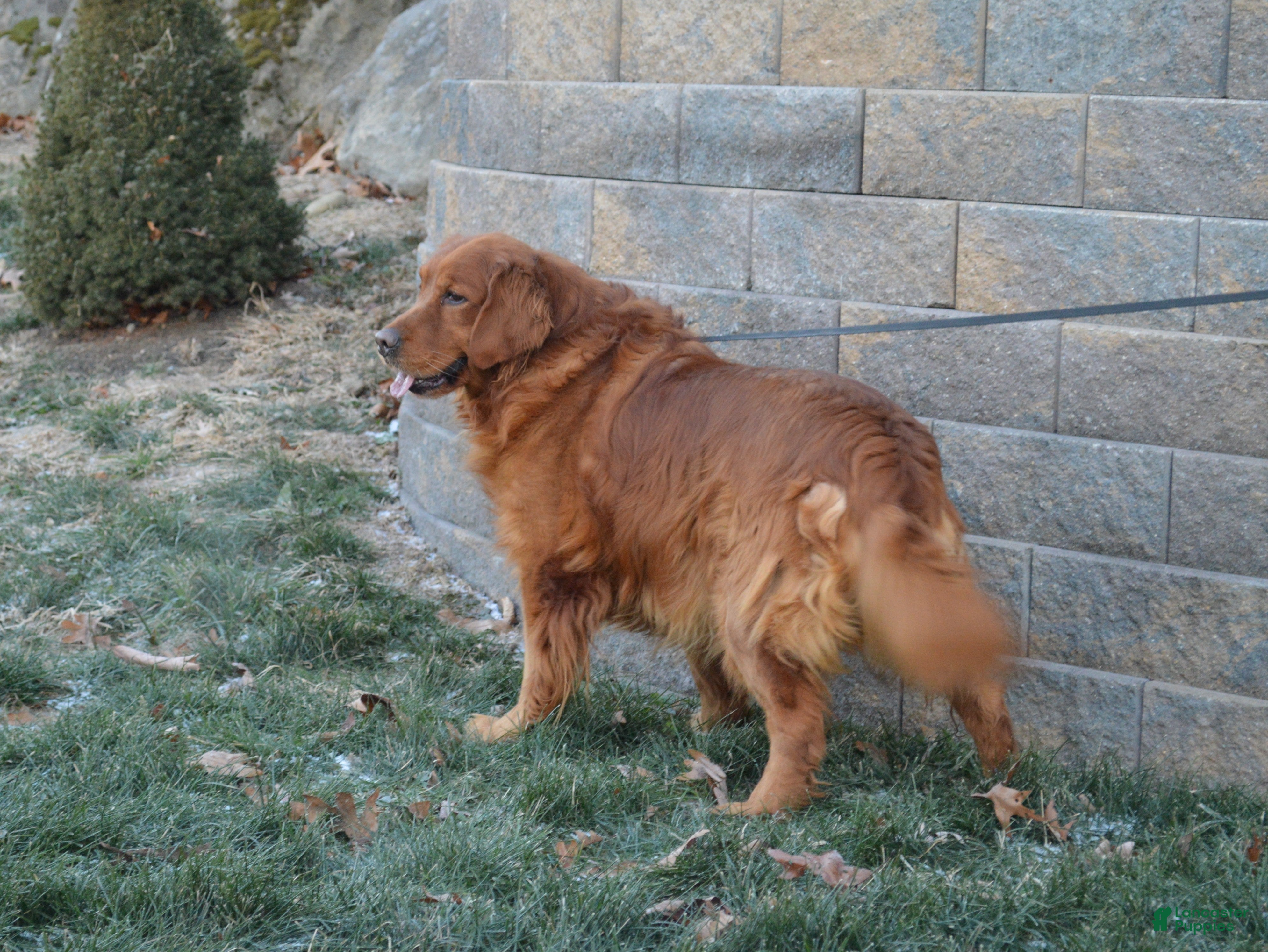 Golden Retriever dogs Cashman - Ad 2