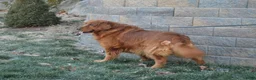 Golden Retriever dogs for sale: Cashman - Ad 2