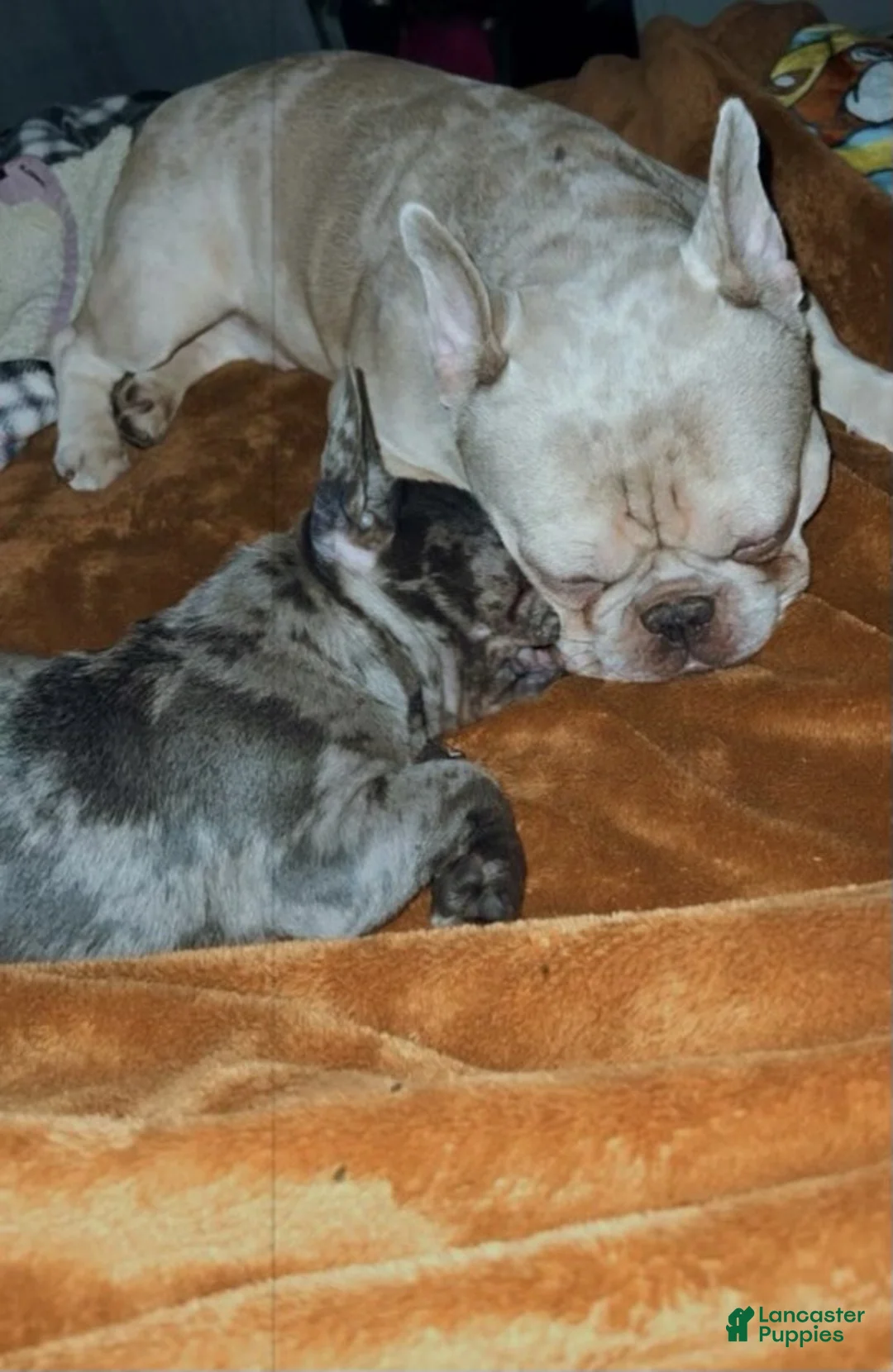 French Bulldog dogs for sale: French Bulldog 2 - Ad 2