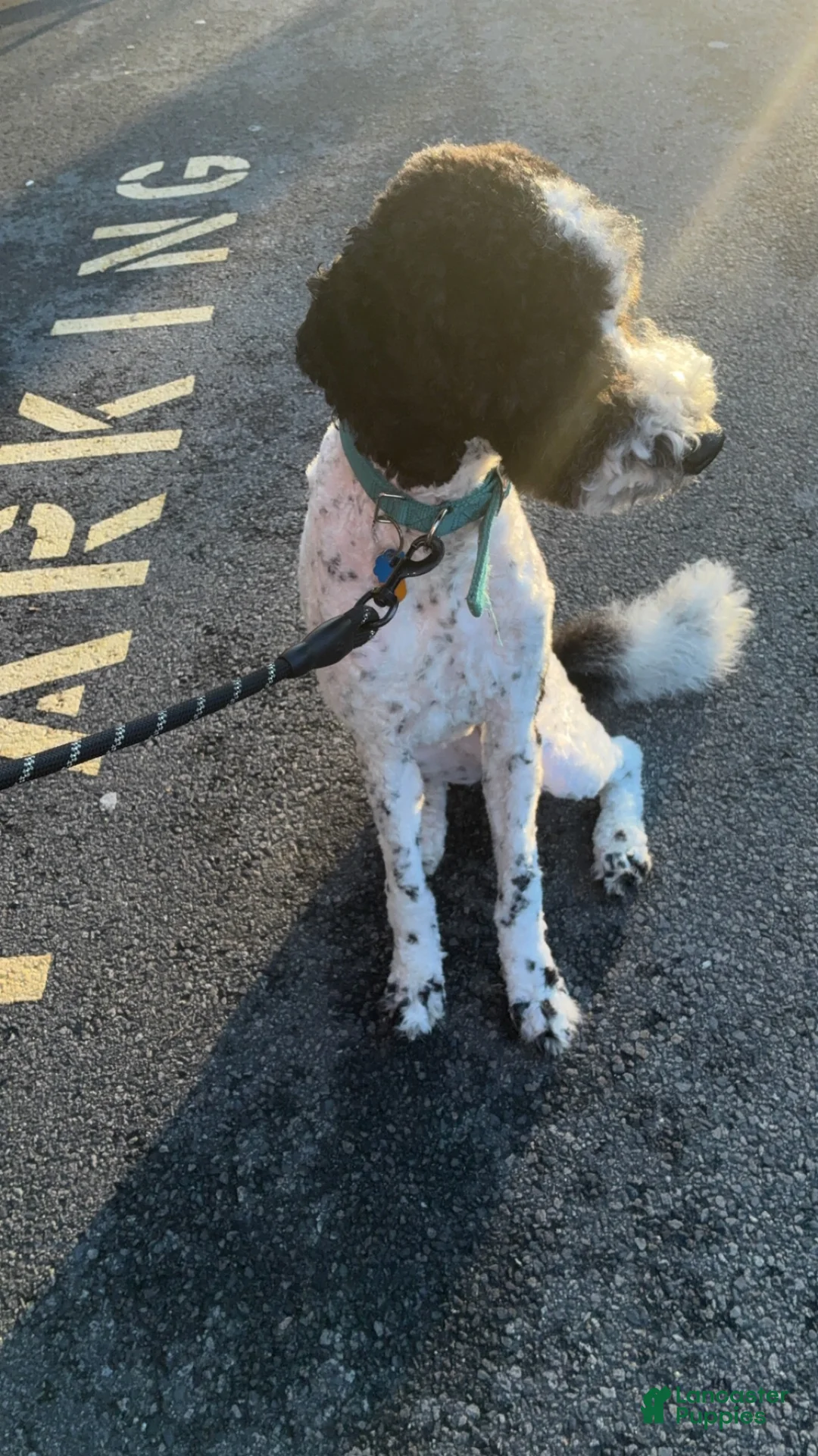 Bernedoodle dogs for sale: Lilo  - Ad 1
