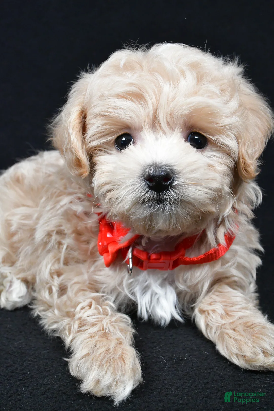 Maltipoo dogs for sale: Joey - Ad 4