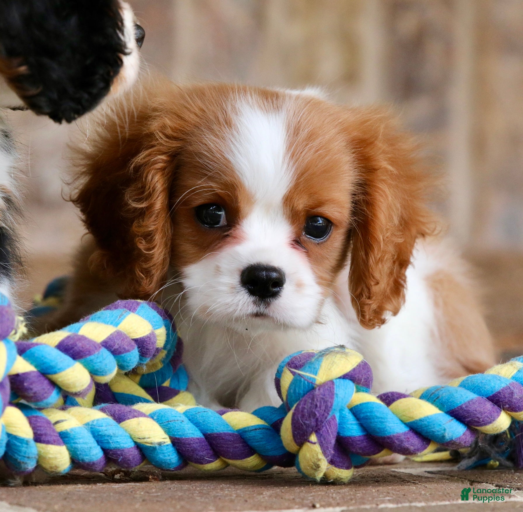 Cavalier King Charles Spaniel Puppies for sale in Rochester, New - Main Image