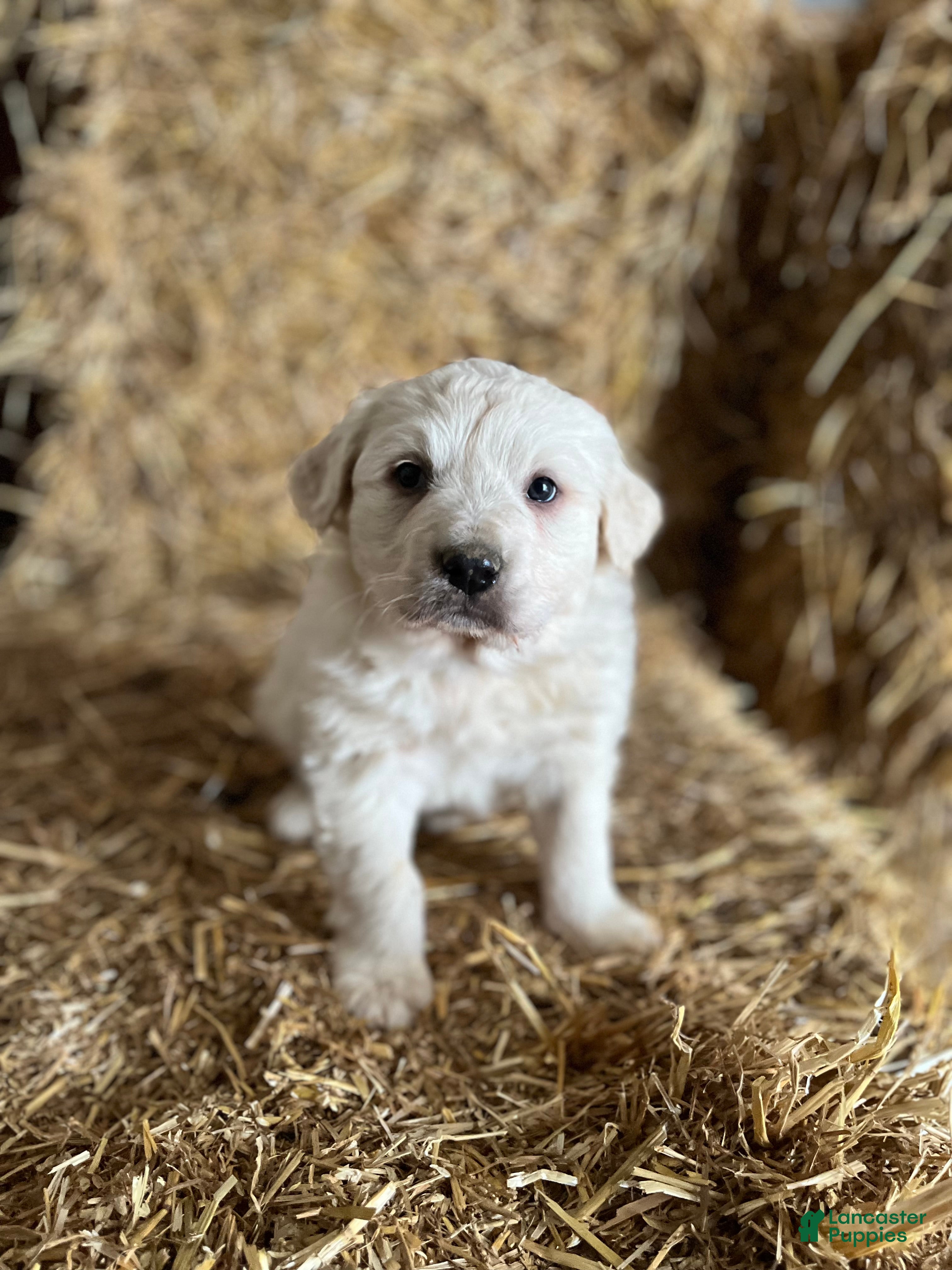 Great Pyrenees dogs Solanus - Ad 7