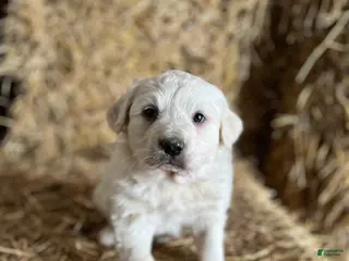 Great Pyrenees dogs Solanus - Ad 7