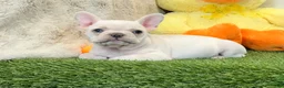 French Bulldog dogs for sale: Dixie - Ad 12