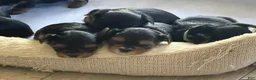 Yorkshire Terrier dogs for sale: Yorkshire Terrier 1 - Ad 2