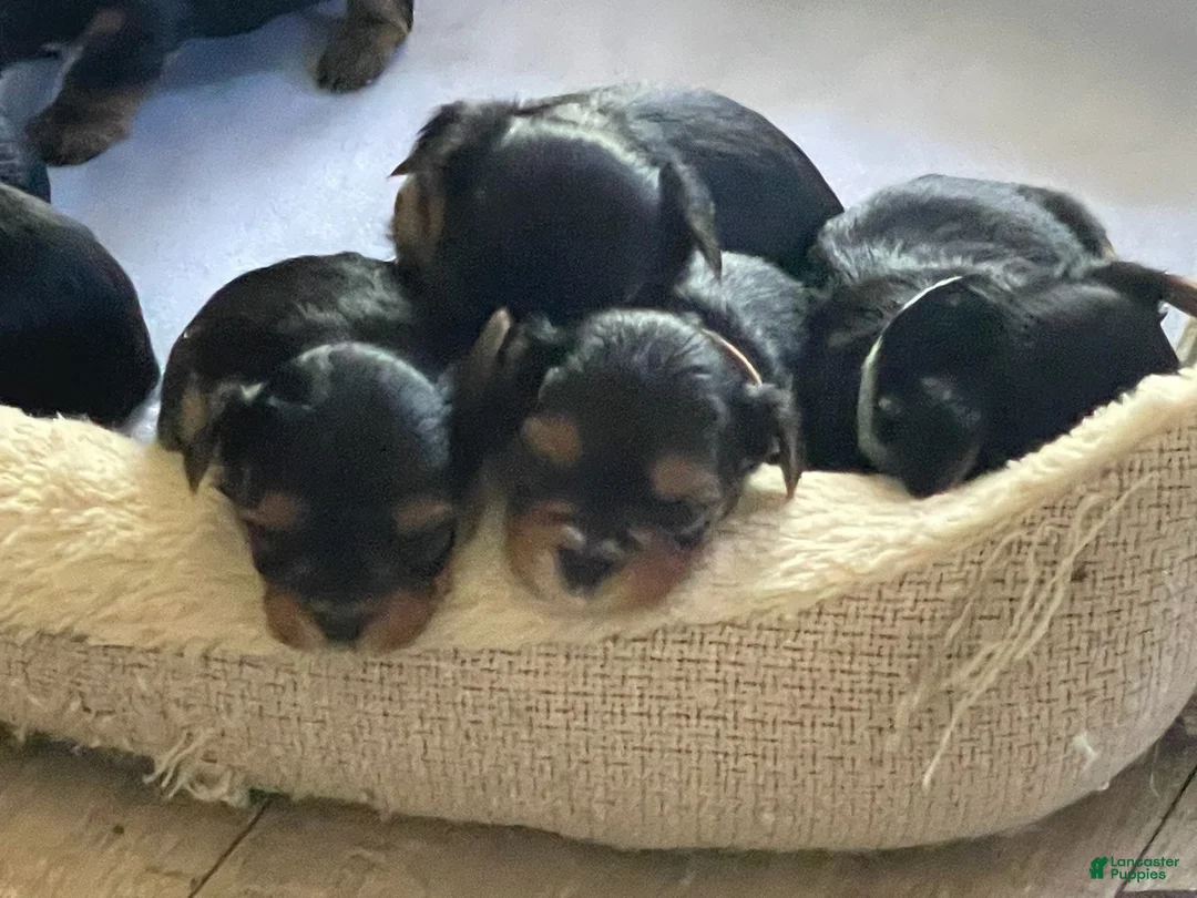 Yorkshire Terrier dogs for sale: Yorkshire Terrier 1 - Ad 2