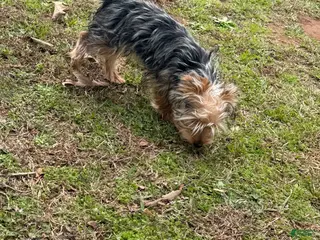 Yorkiepoo dogs Yorkiepoo Puppy 1 - Ad 4