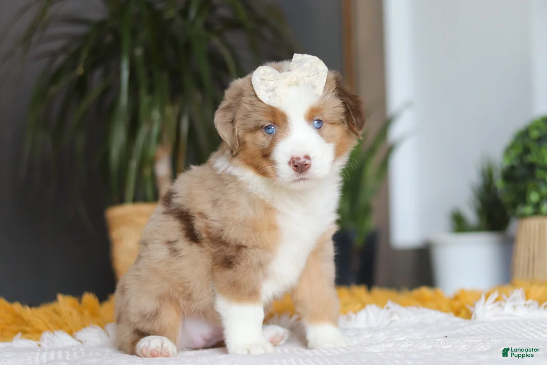 Australian Shepherd dogs for sale: Outback - Ad 5