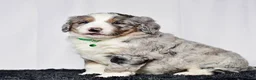 Bernedoodle dogs for sale: Mr. Simba - Ad 7