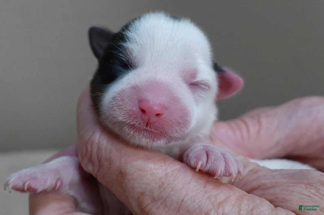 Yorkshire Terrier dogs for sale: Kiko girl - Ad 3