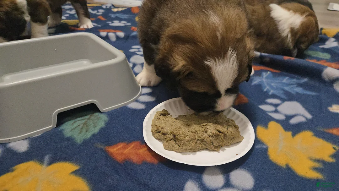 Mixed Breed dogs for sale: Zues - Ad 19