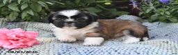 Shih Tzu dogs for sale: Toby - Ad 3