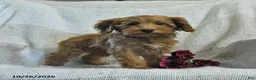 Mini Goldendoodle dogs for sale: Julie  - Ad 3