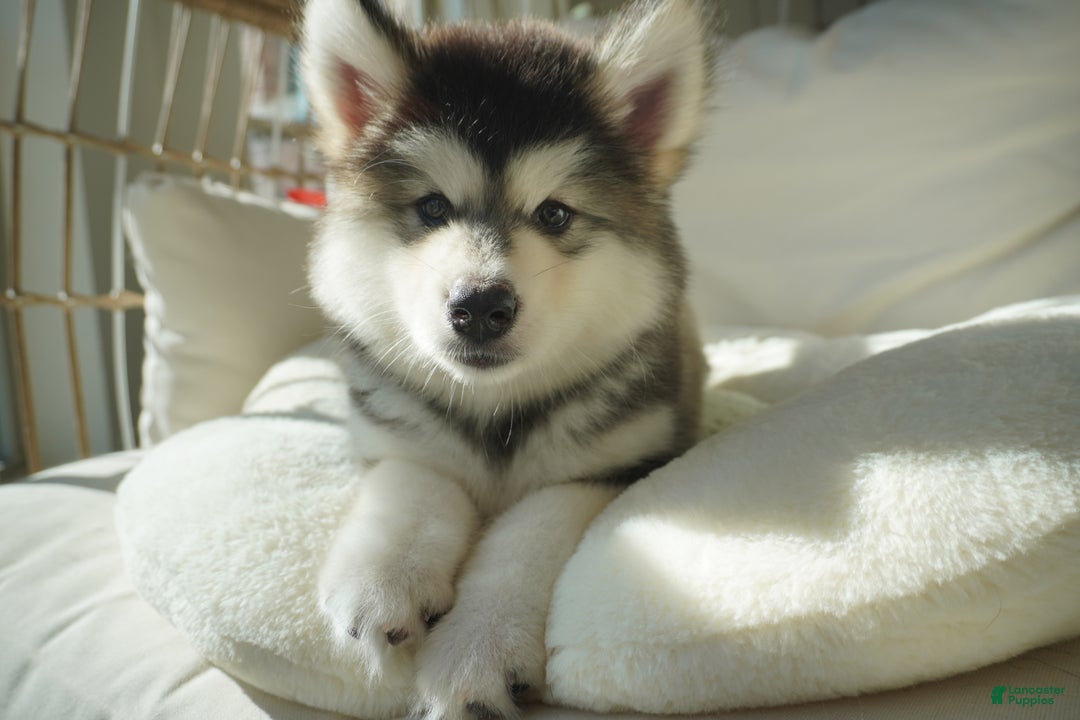 Alaskan Malamute dogs for sale: Dong Dong - Ad 9