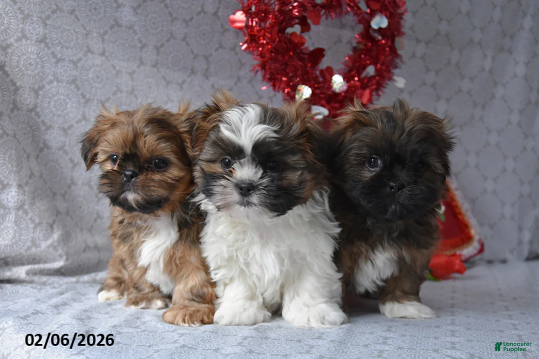 Shih Tzu dogs for sale: Sweetheart - Ad 4