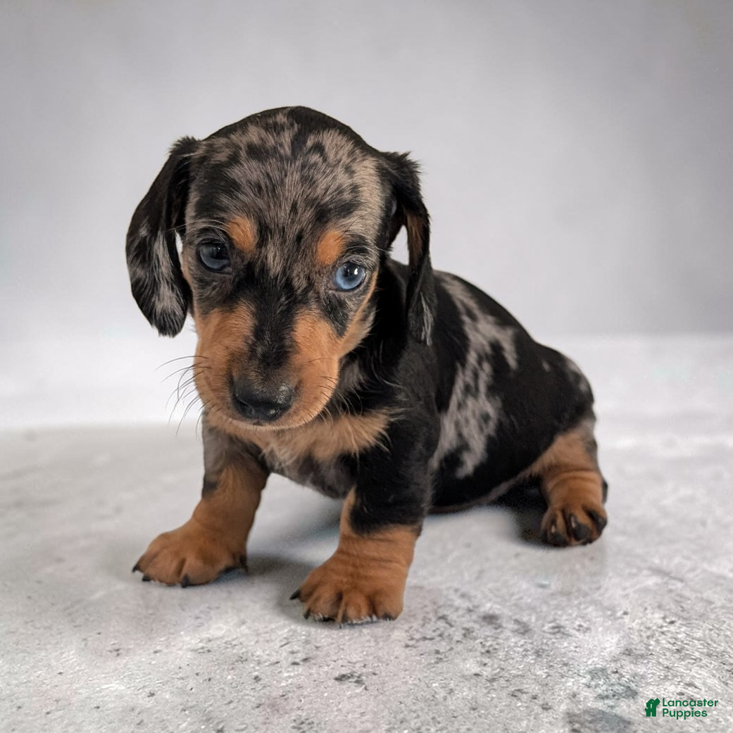 Miniature Dachshund dogs Snoopy - Ad 2