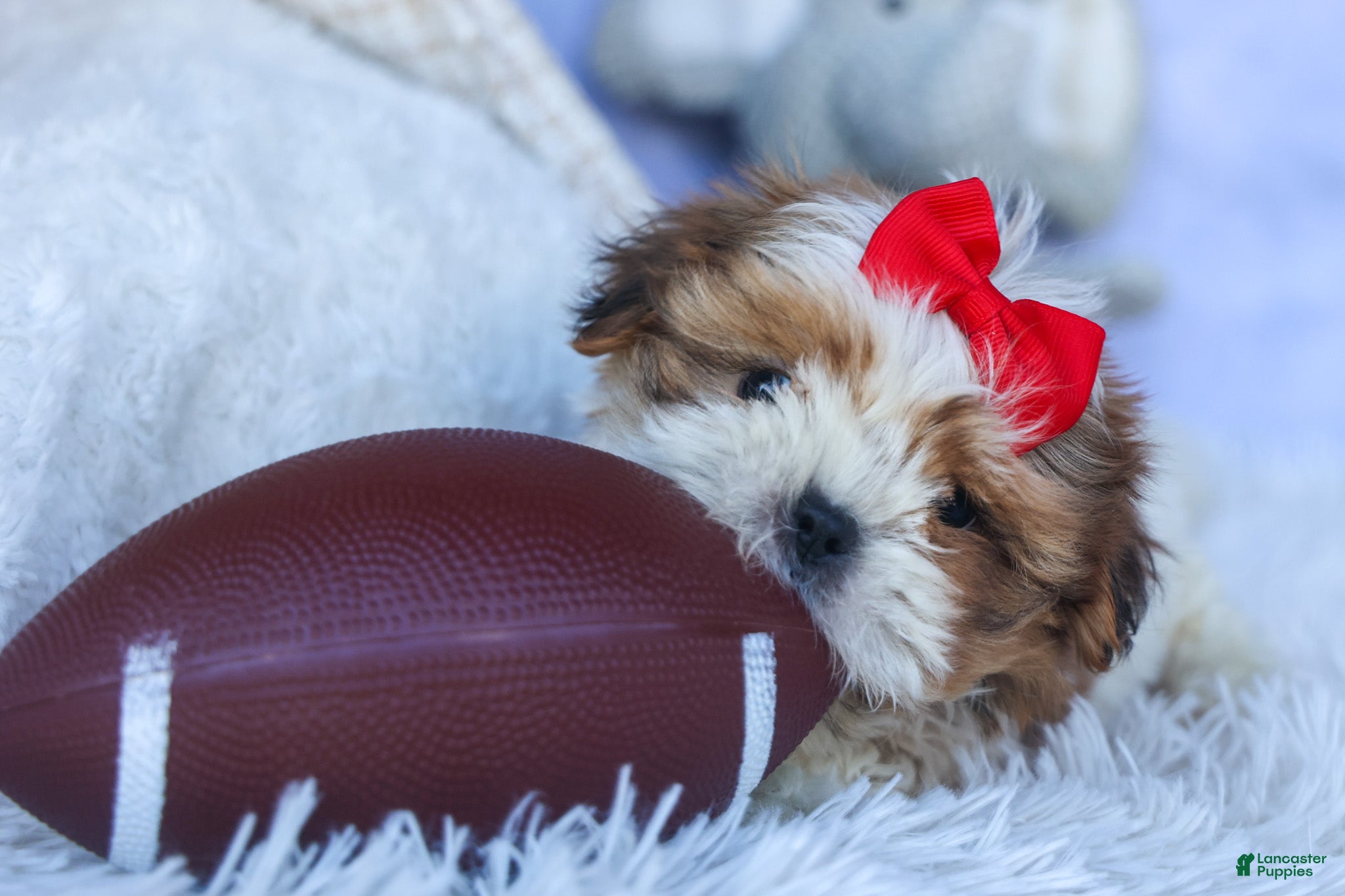 Shih Tzu dogs SAMMY - Ad 2
