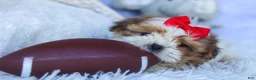 Shih Tzu dogs for sale: SAMMY - Ad 2