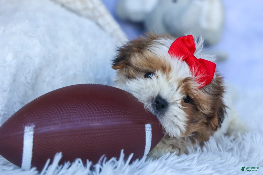 Shih Tzu dogs for sale: SAMMY - Ad 2