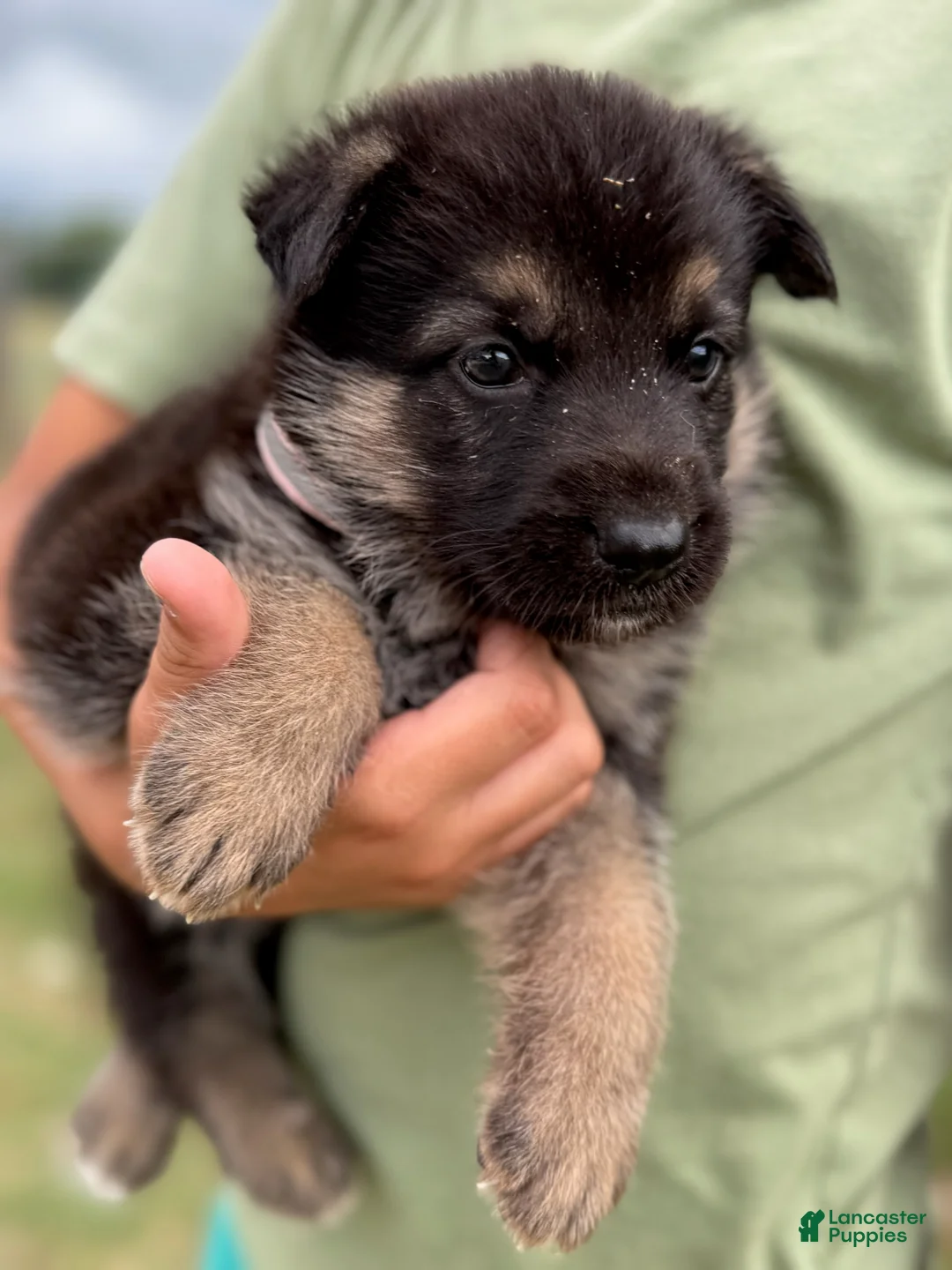 German Shepherd dogs for sale: Girl 1  - Ad 1