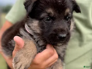 German Shepherd dogs Girl 1 - Ad 4