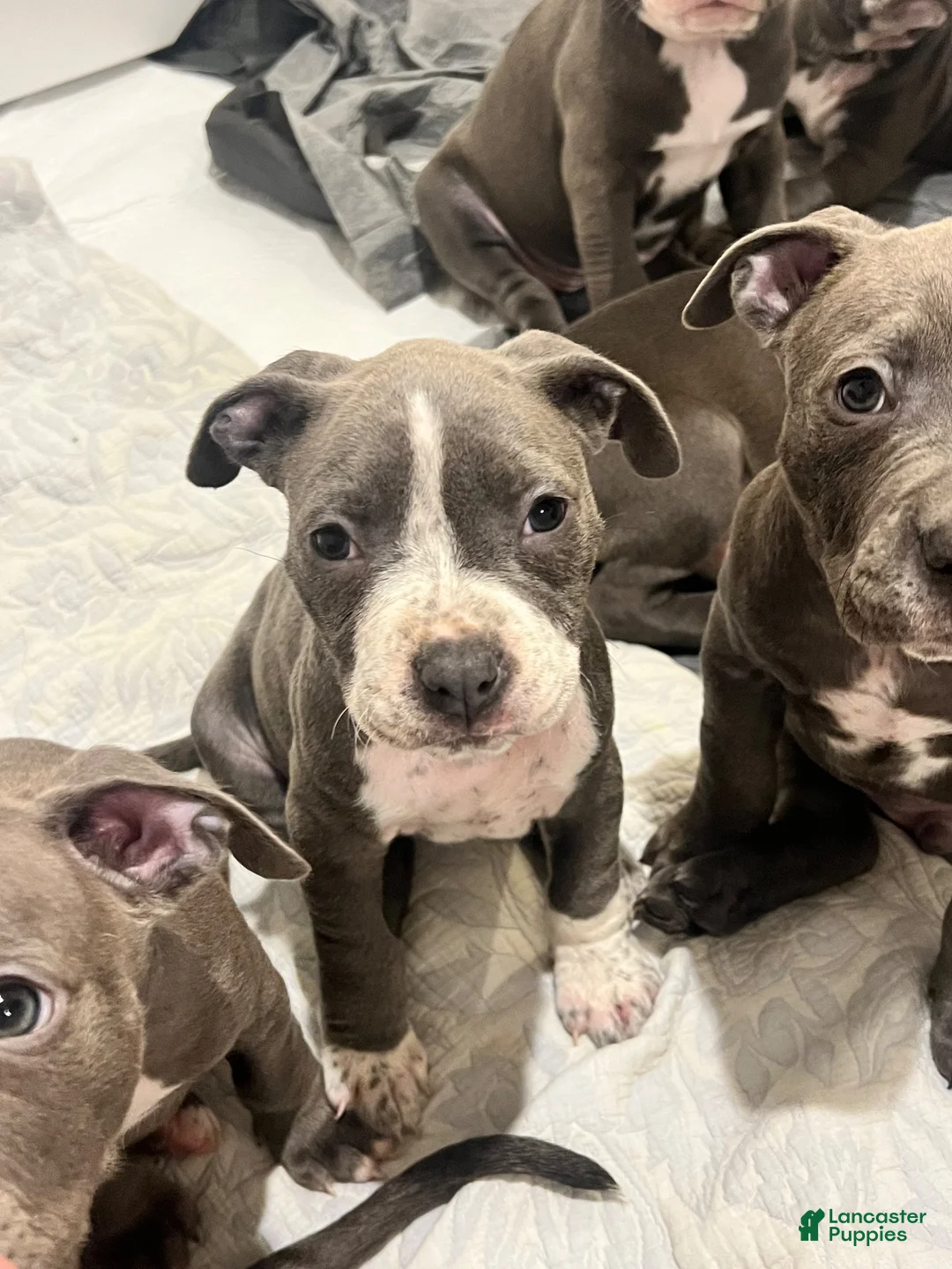 American Pit Bull Terrier dogs for sale: American Pit Bull Terrier 2 - Ad 2