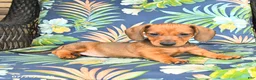 Miniature Dachshund dogs for sale: Jake - Ad 2