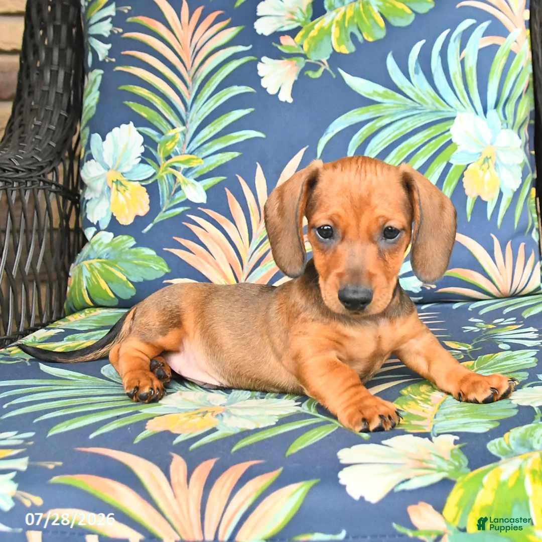 Miniature Dachshund dogs for sale: Jake - Ad 2