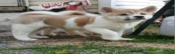 Akita dogs for sale: Willow - Ad 2