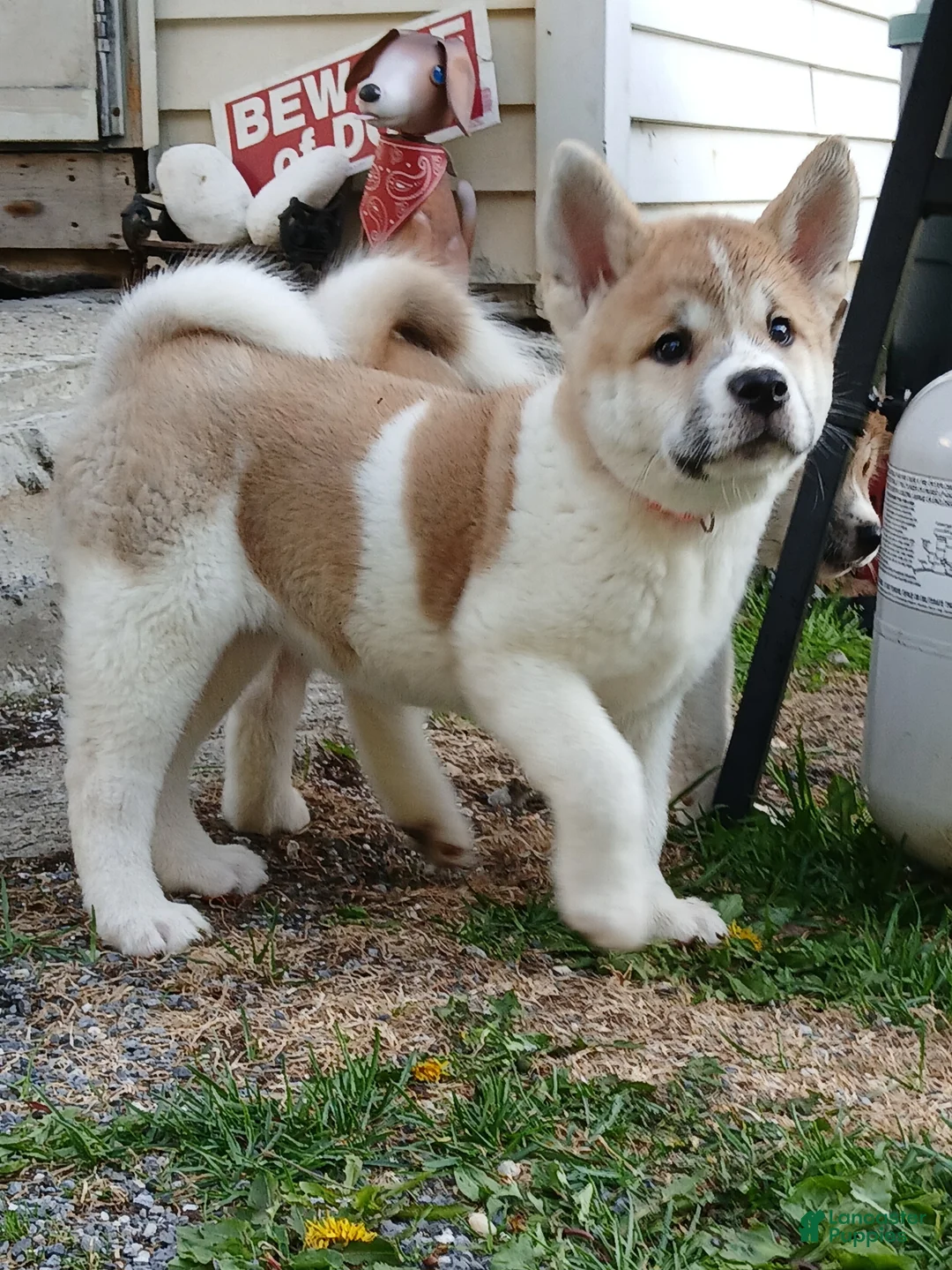 Akita dogs for sale: Willow - Ad 2