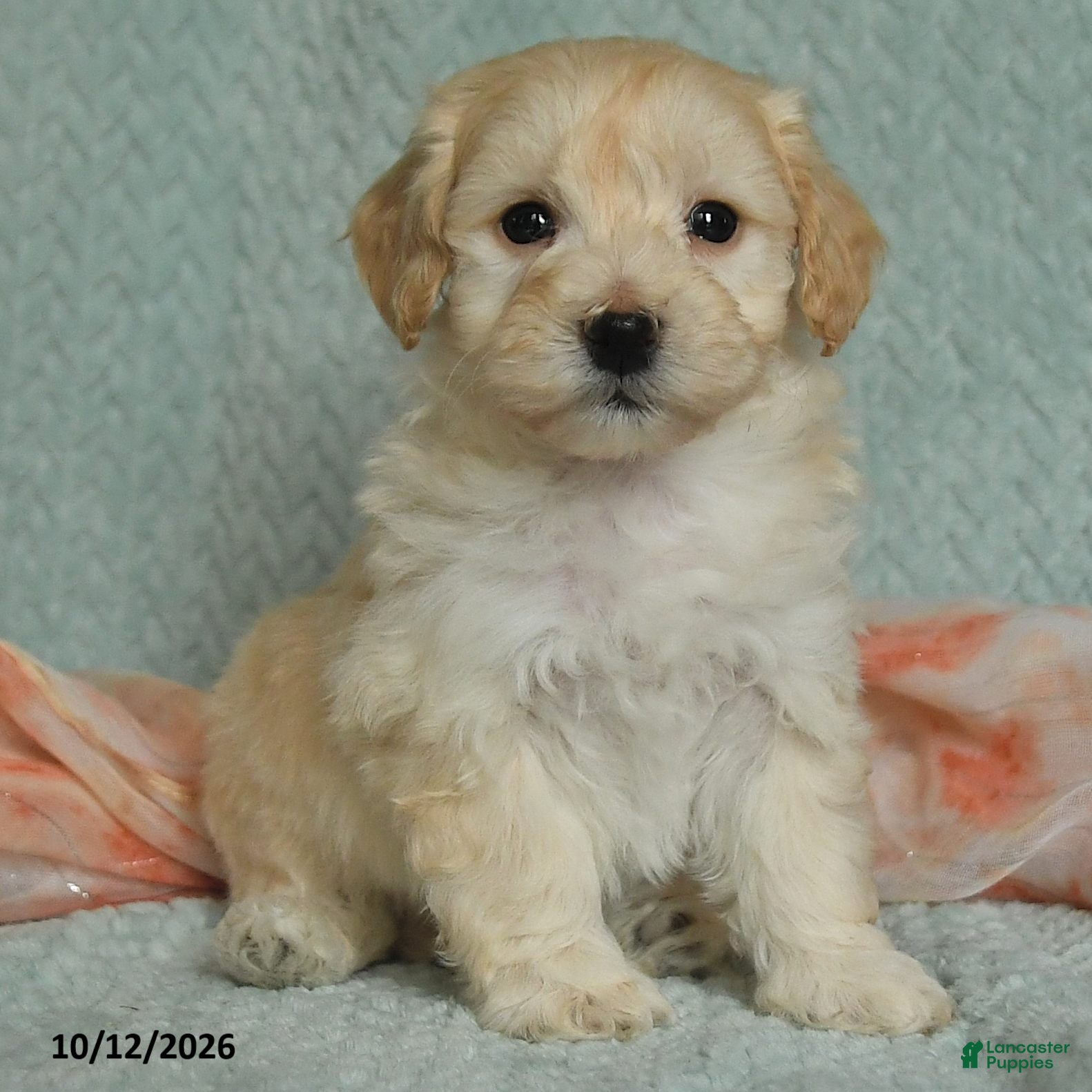Maltipoo dogs Max - Ad 2
