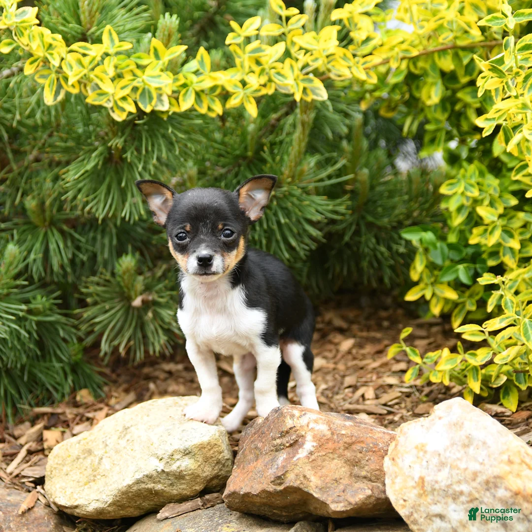 Chihuahua dogs for sale: Chet - Ad 3