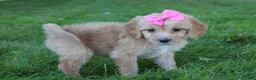 Mini Goldendoodle dogs for sale: Dolly 🎀 - Ad 6